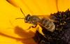Seladonia sp.
